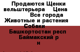 Продаются Щенки вельштерьера  › Цена ­ 27 000 - Все города Животные и растения » Собаки   . Башкортостан респ.,Баймакский р-н